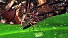 Leptoscelis elongator