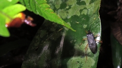 Leptoscelis elongator