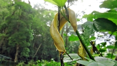 Vaginulus taunaisii
