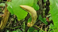 Vaginulus taunaisii