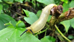 Vaginulus taunaisii