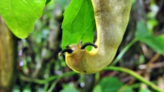 Vaginulus taunaisii