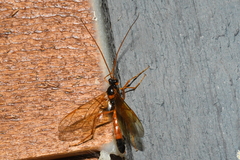 Opheltes glaucopterus barberi