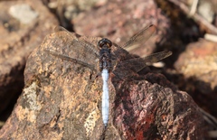 Orthetrum microstigma