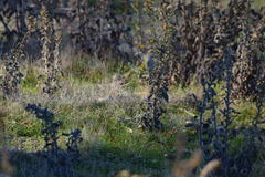 Setophaga coronata