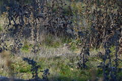 Setophaga coronata
