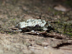 Leptostylus asperatus