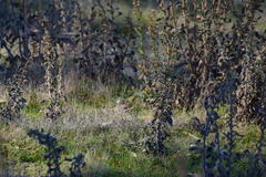 Setophaga coronata