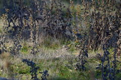 Setophaga coronata