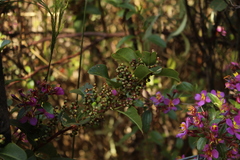 Muehlenbeckia tamnifolia