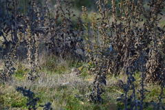 Setophaga coronata