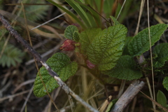 Rubus acanthophyllos