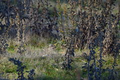 Setophaga coronata