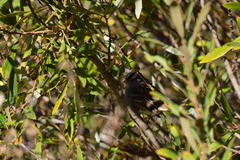 Zonotrichia leucophrys