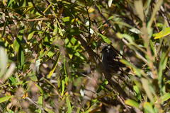 Zonotrichia leucophrys
