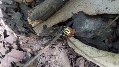 Araneus marmoreus