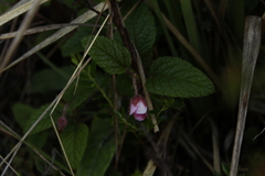 Rubus acanthophyllos