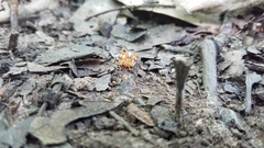 Araneus marmoreus