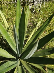 Agave tequilana