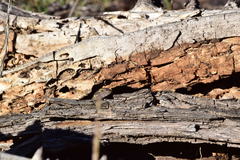 Sceloporus occidentalis