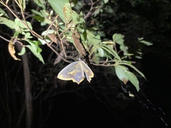 Thinopteryx delectans