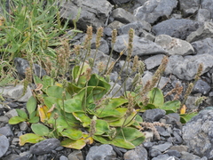 Plantago spathulata