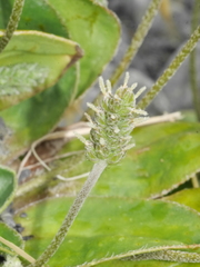 Plantago spathulata