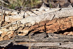 Sceloporus occidentalis