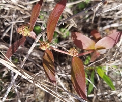 Euphorbia hirta image