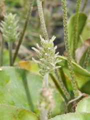 Plantago spathulata