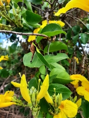 Adenocalymma marginatum