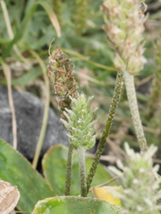 Plantago spathulata