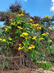 Adenocalymma marginatum