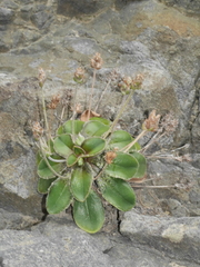 Plantago spathulata