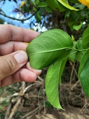 Adenocalymma marginatum