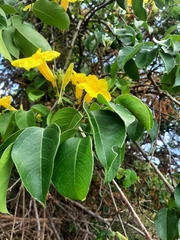 Adenocalymma marginatum