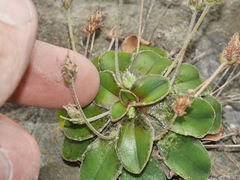 Plantago spathulata