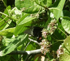 Heraclides anchisiades