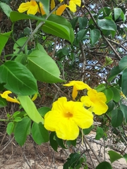 Adenocalymma marginatum