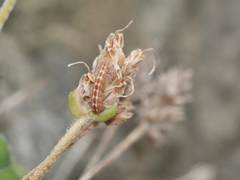 Plantago spathulata