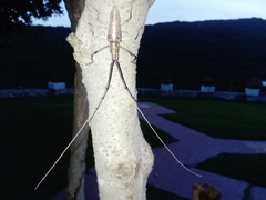 Neoptychodes trilineatus