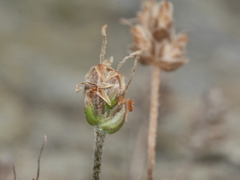Plantago spathulata