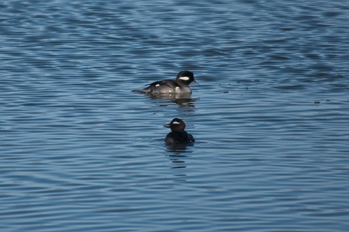 Bufflehead photographed in New Jersey