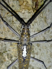 Neoptychodes trilineatus