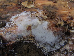 Gloeoporus pannocinctus