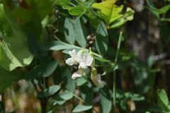 Lathyrus lanszwertii