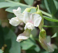 Lathyrus lanszwertii