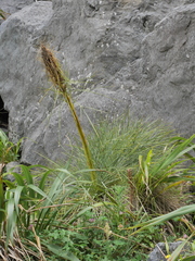 Aciphylla squarrosa squarrosa