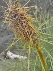 Aciphylla squarrosa squarrosa
