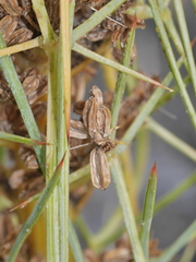 Aciphylla squarrosa squarrosa